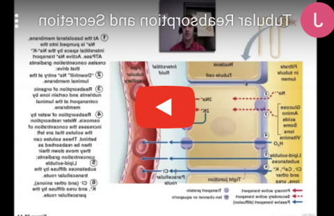 管状重吸收分泌物Youtube视频截图